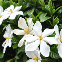 Honeysuckle Gardenia Fragrance Oil 757